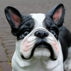 Franse Bulldog Tuinbeeld -Esschert Design Verkoopwinkel franse buldog 1569493561 3 600