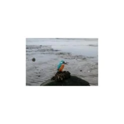 Houten Vogel - Ijsvogel -Esschert Design Verkoopwinkel houten ijsvogel 1484053203 3 600