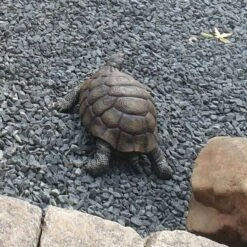 Landschildpad - Levensecht -Esschert Design Verkoopwinkel landschildpad levensecht 1570954879 1 600