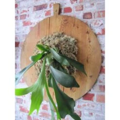 Veenmos Nieuw-Zeeland -Esschert Design Verkoopwinkel veenmos nieuwzeeland 1555569849 1 600